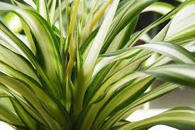 Der dichte und schnell wachsende wurzelballen der chlorophytum comosum (grünlilie) benötigt viel raum, weswegen die. Grunlilie Chlorophytum Comosum Pflege Anleitung