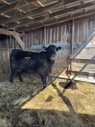 Lena Friesen (@lenafriesen759) | TikTok