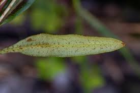 Image result for Elaphoglossum acrostichoides