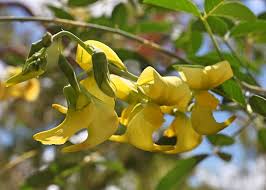 Image result for Crotalaria laburnifolia