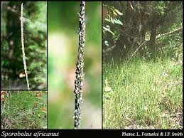 Image result for Sporobolus africanus