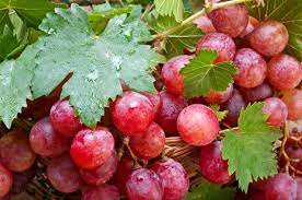 Maybe you would like to learn more about one of these? Asli Bibit Anggur Merah Pohon Anggur Merah Shopee Indonesia