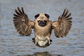 Photoshop Photoshopped Animals Animal Mashups Bizarre Animals
