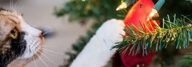 They are one of the most popular pets in the world. Pet Photography 5 Padomi Fotografesanai Cat Hill Pet