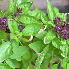 After fertilization occurs, each ovule develops into a seed. Basil Flower How Tos What To Do With A Flowering Basil Plant Kitchn