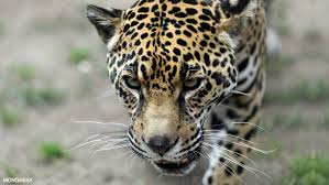 The largest of these are found in south the amazon rainforest — the largest tropical rainforest in the world — is also home to the largest collection of living plants and animals on earth. Animals Of The Amazon Rainforest