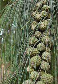 Casuarina Equisetifolia Disenos De Jardines Grabados Botanicos Arboles Ornamentales