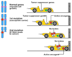 Image result for Oncogene