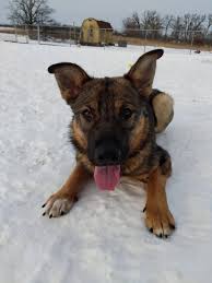 Keep in mind, the gsd has a thirst for training and fulfillment, so. German Shepherd Rescue Ohio Home Facebook