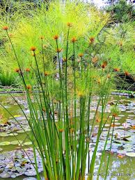 Its tropical palm tree appearance makes it a must for all ponds. Buy 50 Umbrella Plant Cyperus Alternifolius Papyrus Grass Umbrella Palm Flower Seeds In Cheap Price On Alibaba Com