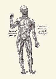 Want to learn more about it? German Diagram Arm Muscular System Vintage Anatomy 2 Drawing By Vintage Anatomy Prints