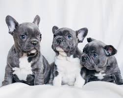 Ғʀᴇᴇ worldwide responsible breeder signup. French Bulldog Puppy Buying Guide Dos And Don Ts Uk Pets