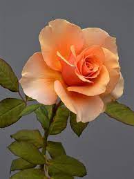There is one appears to be factory rough spot along inside edge of opening. 170 Best Orange Peach Roses Ideas Peach Roses Rose Orange Roses