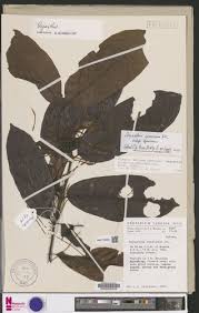 Image result for Oxyanthus speciosus