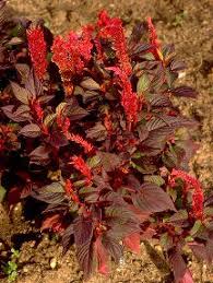 Image result for Celosia stuhlmanniana