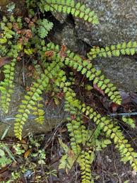 Image result for Cheilanthes perlanata