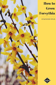 How To Grow Forsythia Gardening Channel Flower Landscape Beautiful Flowers Garden Plants