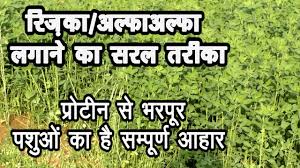 Jul 31, 2021 · barshim and tamberi, an incredible story of friendship and shared gold. Berseem Ki Kasht Tips For Barseem Cultivation By Dairy Farmer