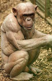 What A Hairless Ape Looks Like Hairless Animals Chimpanzee Animals Beautiful