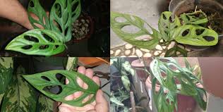 Jenis tanaman untuk taman depan rumah 1. Wanita Ini Tak Sadar Punya Tanaman Sultan Janbol Di Gen