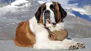 Chó Saint Bernard