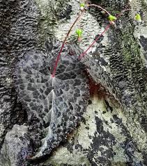 Image result for Begonia rubronervata