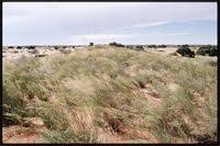 Image result for Eragrostis pallens