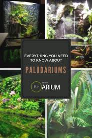 Paludarium Complete Care Guide How To Build Bantam Earth Water Terrarium Aquascape Design Vivarium