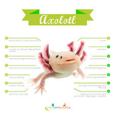 The axolotl, also known as the mexican walking fish, is a species of salamander with feathery gills surrounding its head. Axolotl