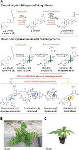 Post-Cyclization Skeletal Rearrangements in Plant Triterpenoid Biosynthesis  by a Pair of Branchpoint Isomerases