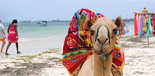 Free blue camel 3d for android. Camel Wallpapers Apps On Google Play