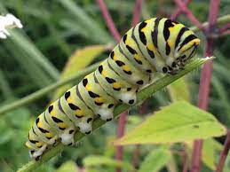 In its second year of growth, its stem will shoot up and produce flowers and seeds. This Beautiful Tiger Swallowtail Caterpillar Was Caught On Film By Ben In The Garden At The Beach I W Swallowtail Caterpillar Beautiful Tiger Colorful Garden