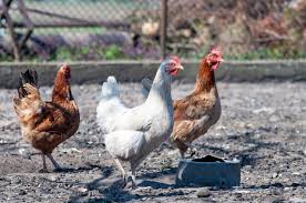 In fair weather, chickens really don't want to be inside for any length of time, so the indoor space can be small so long as the run provides plenty of outdoor space. How Much Space Do Chickens Need Guide Know Your Chickens