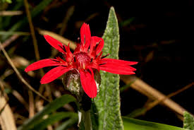 Image result for Erythrocephalum