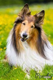 pin by elena kuzovleva on they breath collie dog dogs rough collie