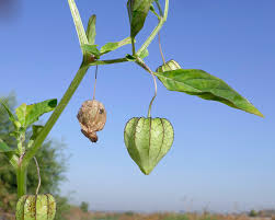 Image result for Physalis angulata
