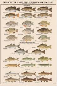 Warmwater Game Fish Identification Poster Freshwater Fish