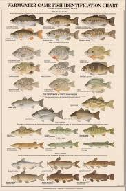 warmwater game fish identification poster freshwater fish