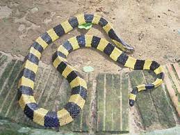 キイロアマガサの基本情報！ 非常に有名なコブラ科の毒ヘビ [爬虫類・両生類] All About