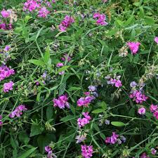 Image result for Afrohybanthus latifolius