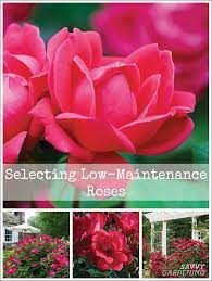 Selecting Low Maintenance Roses To Add Color And Interest To The Garden Low Maintenance Garden Garden Design Flower Garden