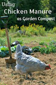 We did not find results for: In Today S Guest Blog Lisa Steele Of Fresheggsdaily Provides Some Great Tips On Using Chicken Manure As Chicken Manure Garden Compost Organic Gardening Tips