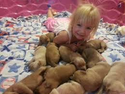 Since they are a sporting breed, they require daily exercise. Red Golden Retriever Puppies For Sale In Queen Creek Arizona Classified Americanlisted Com