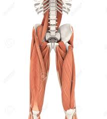 Upper Legs And Psoas Muscles Anatomy Stock Photo Picture And Royalty Free Image Image 89697634