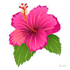 Check spelling or type a new query. Pink Hibiscus Clipart Free Png Image Illustoon