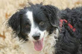 12 Unreal Border Collie Cross Breeds You Have To See To Believe Border Collie Poodle Mix Collie Poodle Mix Bordoodle