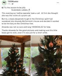 We did not find results for: Family In South Australia Find Live Koala In Their Christmas Tree Wildlife The Guardian