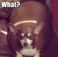 Image result for chihuahua big obesity