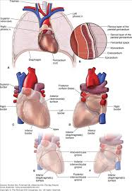 Image result for Pericardium