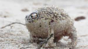 We caught a breeze, after lunch, which took us gently up past wargrave and shiplake. Worlds Cutest Frog Desert Rain Frog Youtube